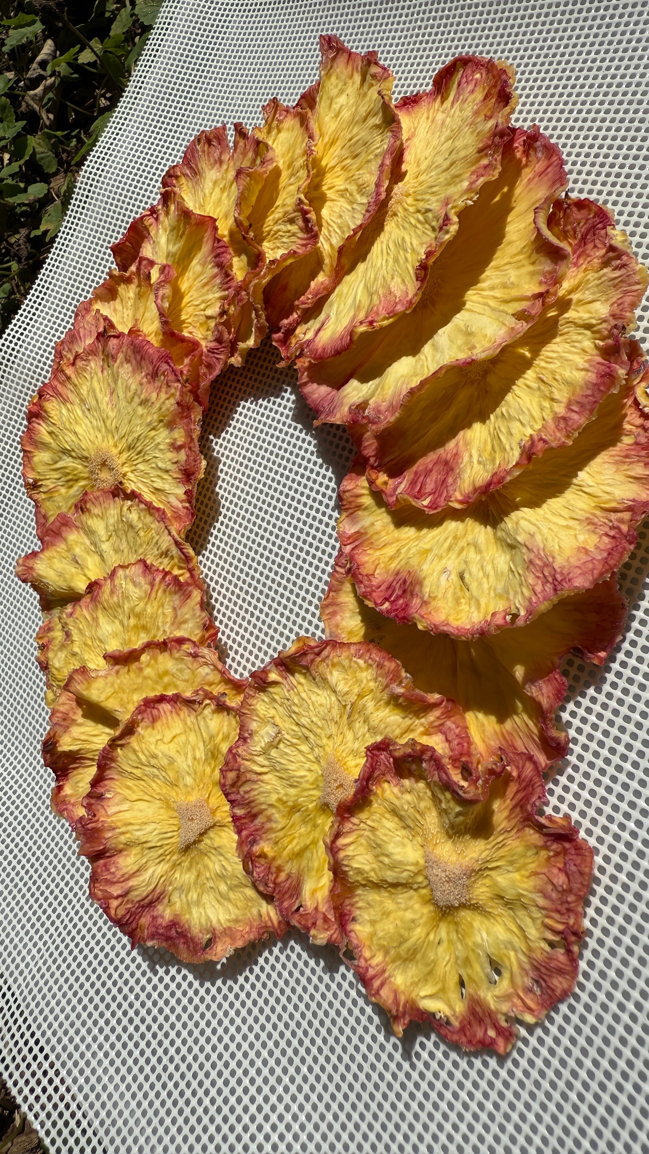 Pineapple Slices