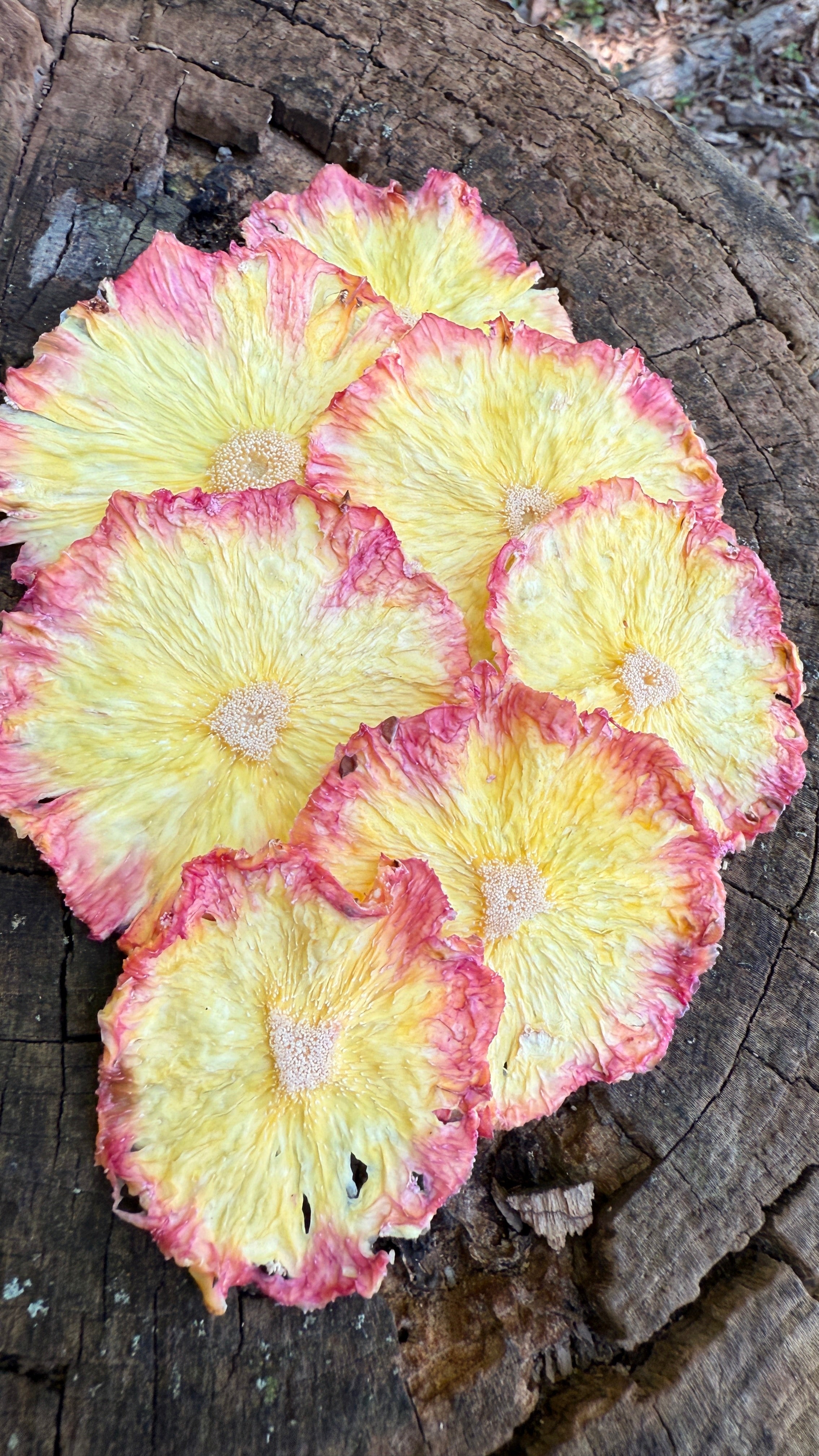 Pineapple Slices