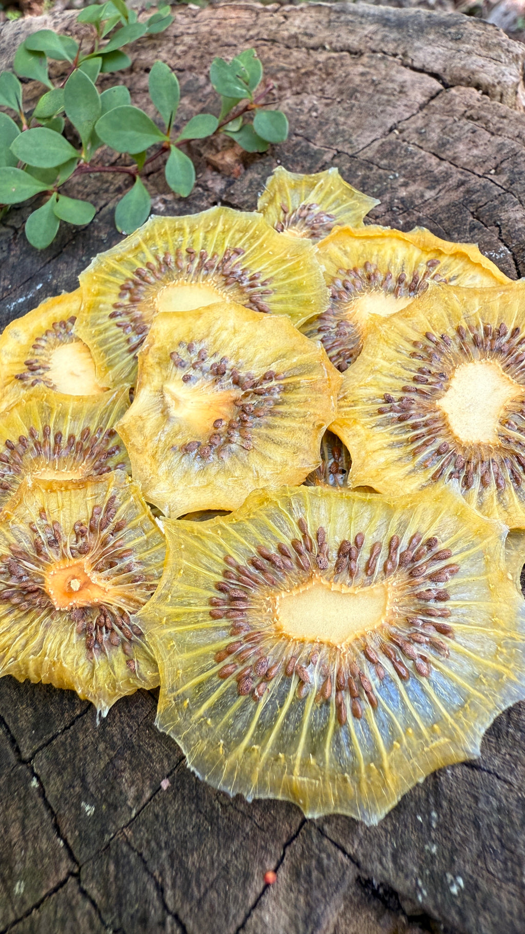 Kiwi Slices