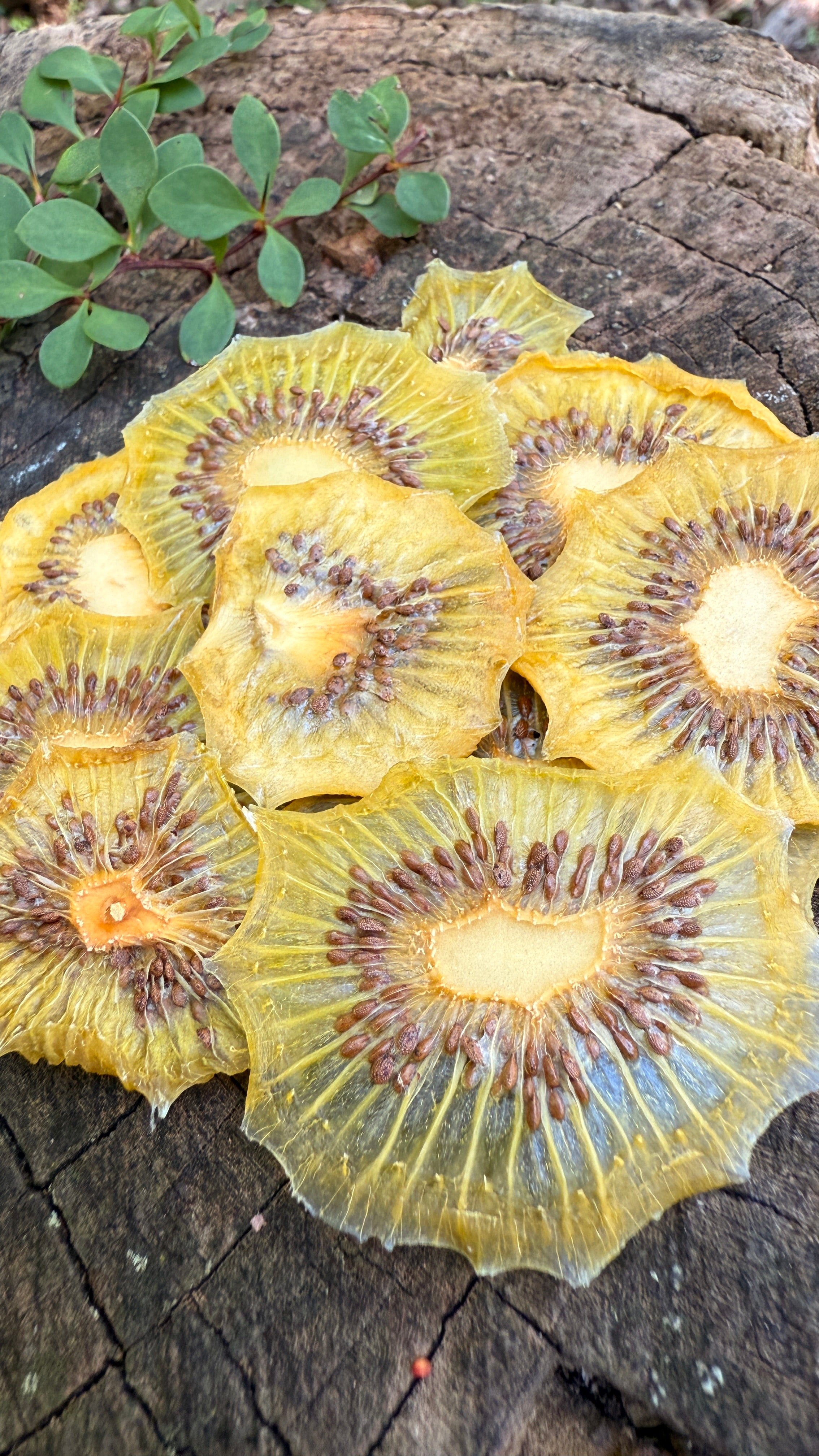 Kiwi Slices