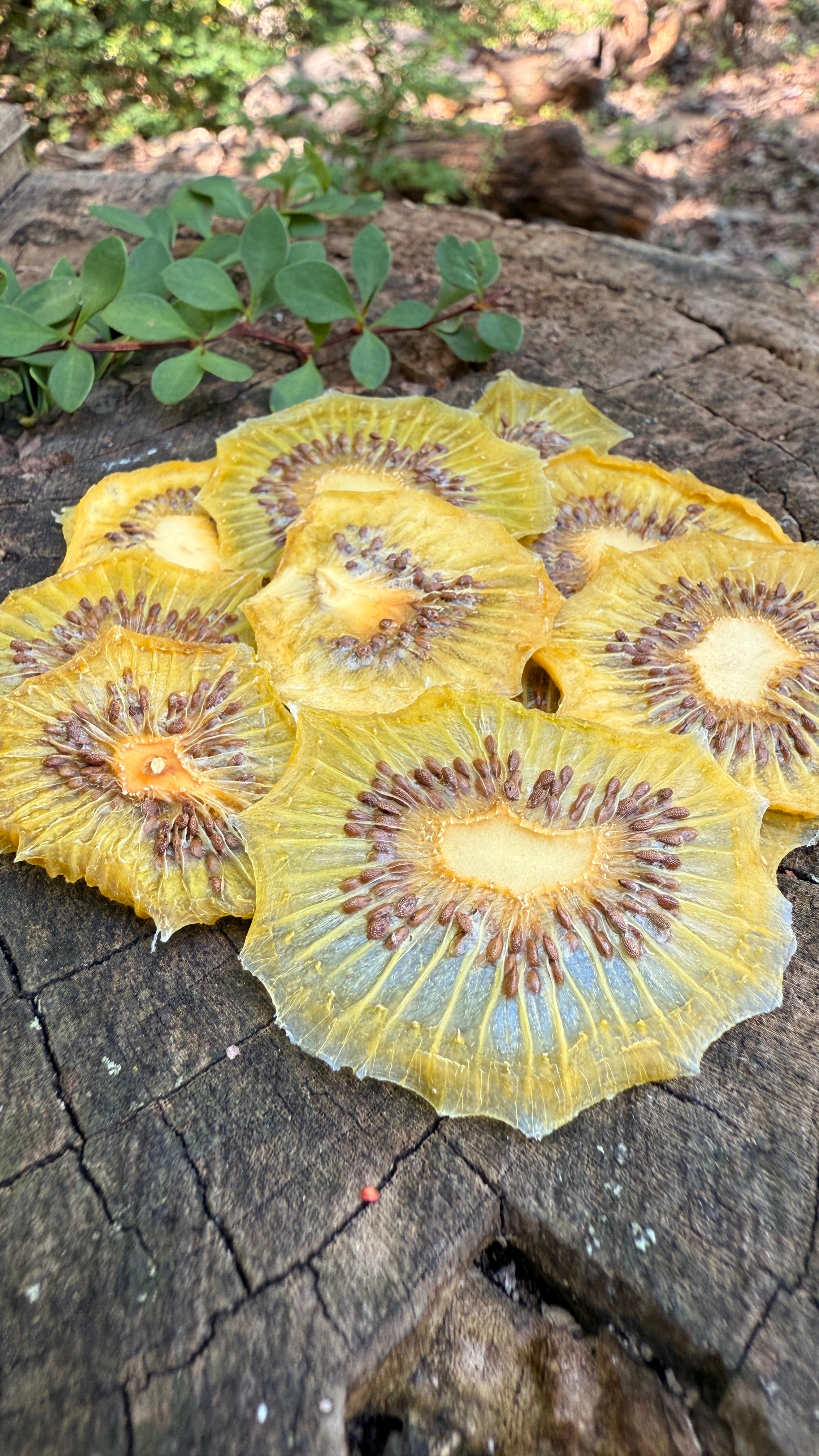 Kiwi Slices