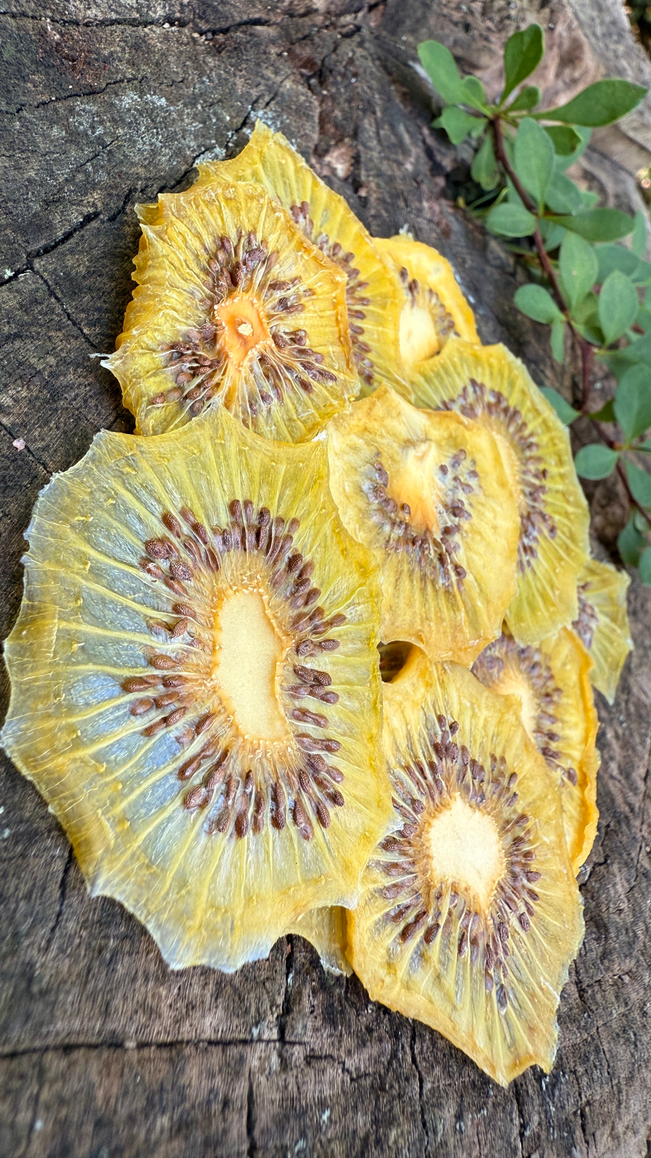 Kiwi Slices
